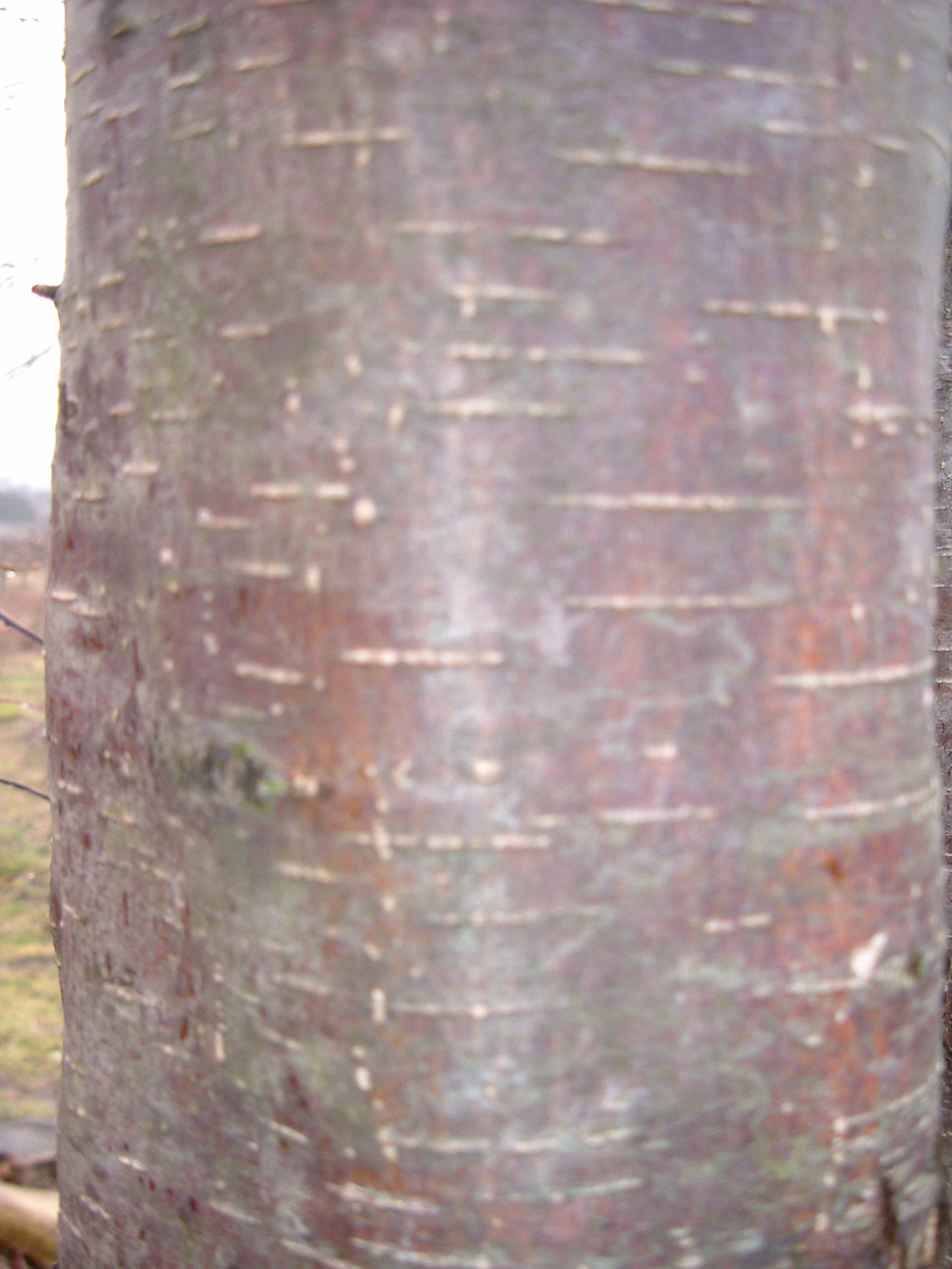 この木なんの木 14 植木屋タケさんのぶろぐ