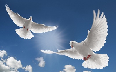 doves-flying-nature-1901677-1920x1200