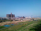 馬見ヶ崎川原の桜