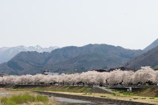 馬見ヶ崎川原の桜6