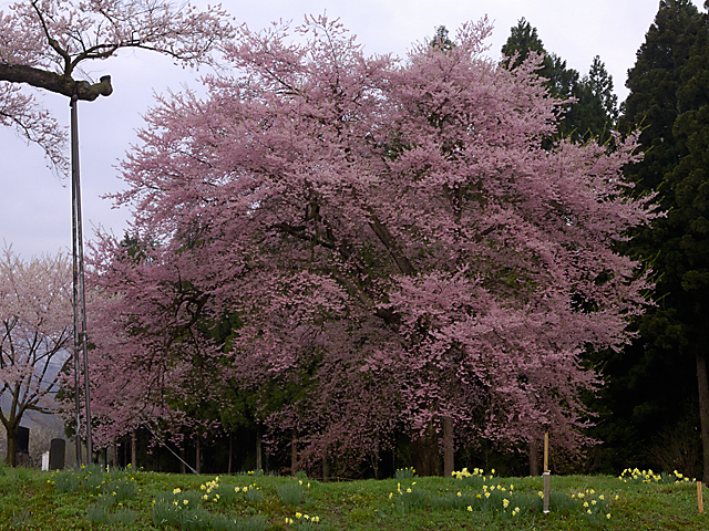 釜の越桜_隣の桜.jpg
