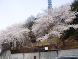 防衛省前の桜