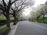 20090405TOKYOサイクリング8皇居の桜