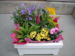 母の日の花