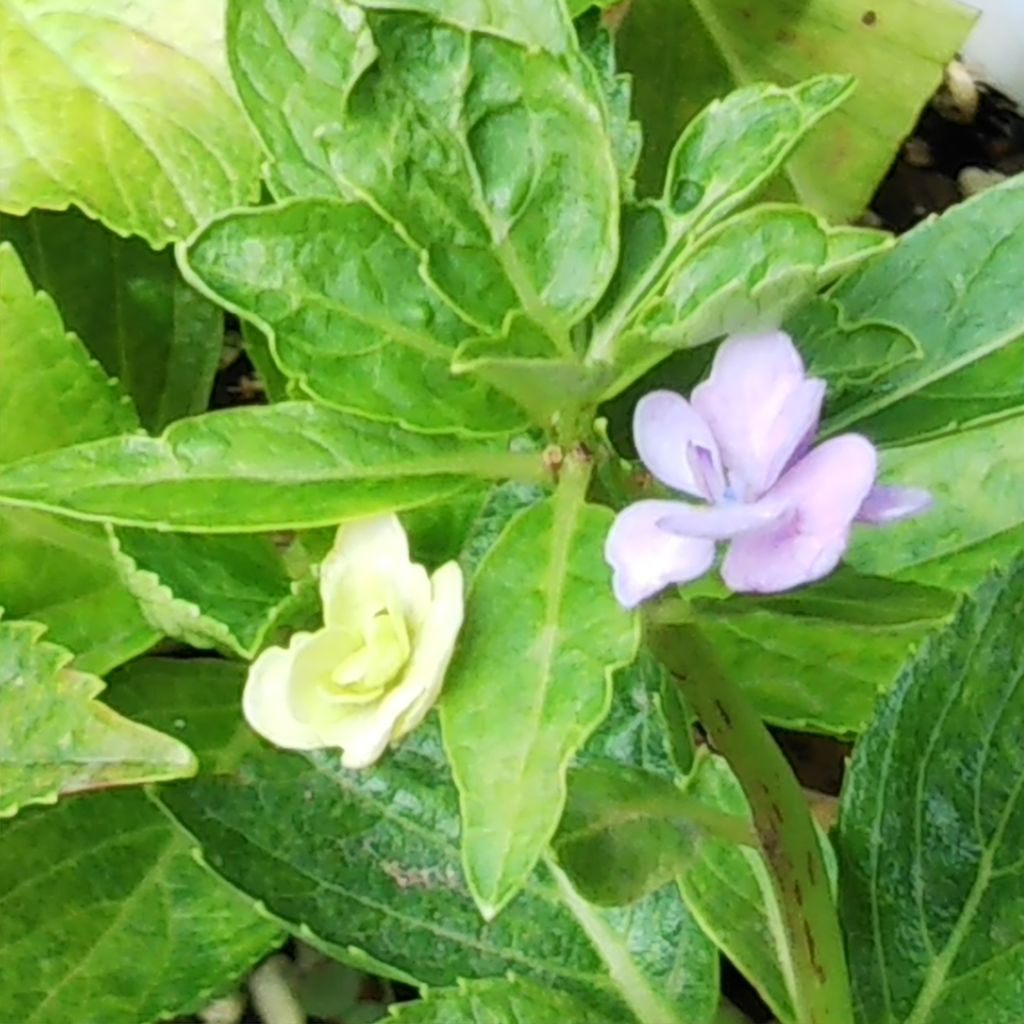 紫陽花観察日記 ひろみの井戸端話