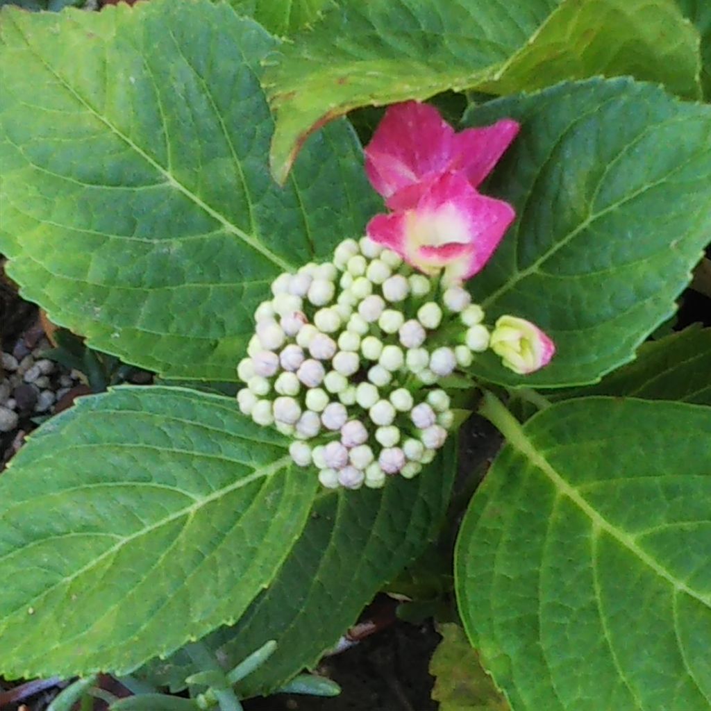 紫陽花観察日記 その５ ひろみの井戸端話