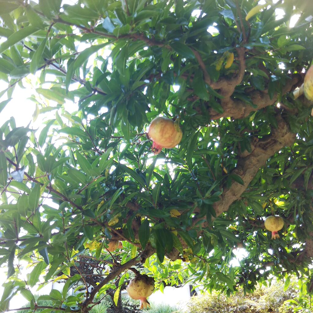 柘榴の絵手紙を描きました ひろみの井戸端話