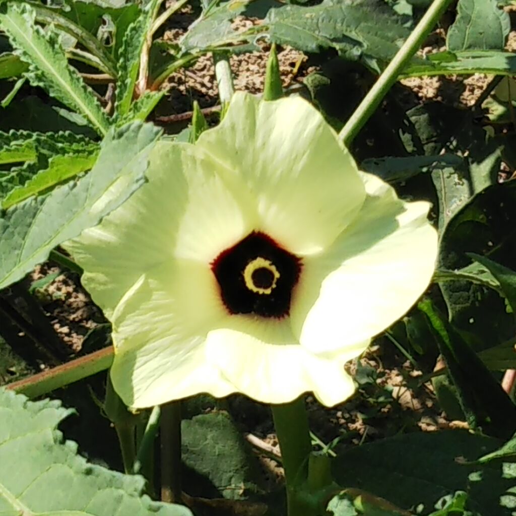 オクラの花 ひろみの井戸端話 オクラの花 ひろみの井戸端話
