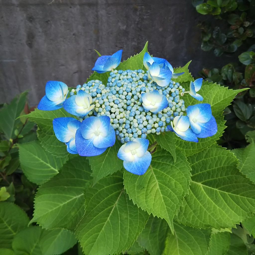 6月は楽しい いたち川紫陽花図鑑 Byウォーキング ひろみの井戸端話