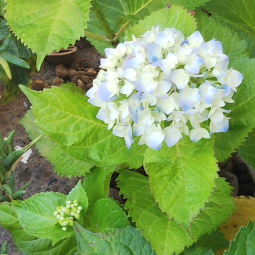 紫陽花観察日記 その５ ひろみの井戸端話