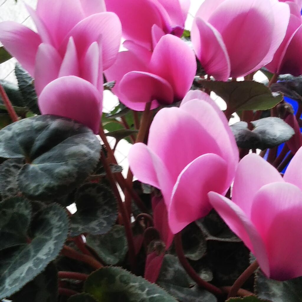 シクラメンのかほり 罪な名曲 ひろみの井戸端話