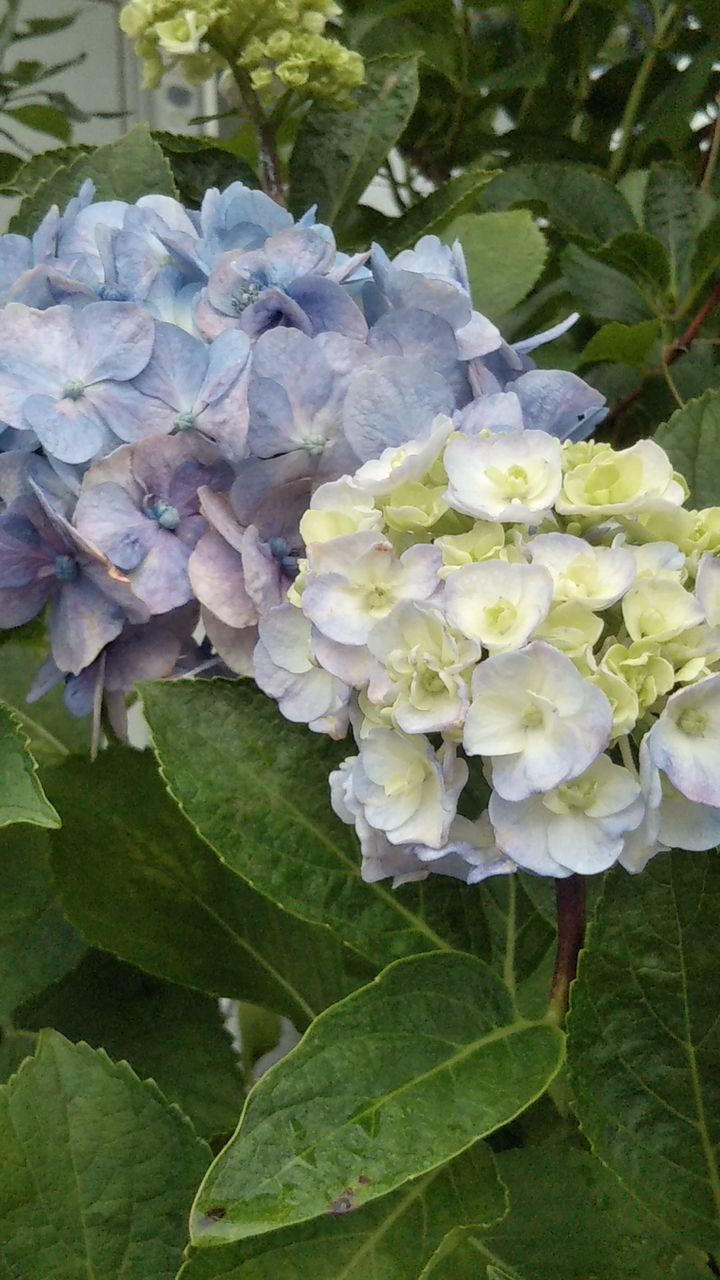 紫陽花観察日記 ひろみの井戸端話