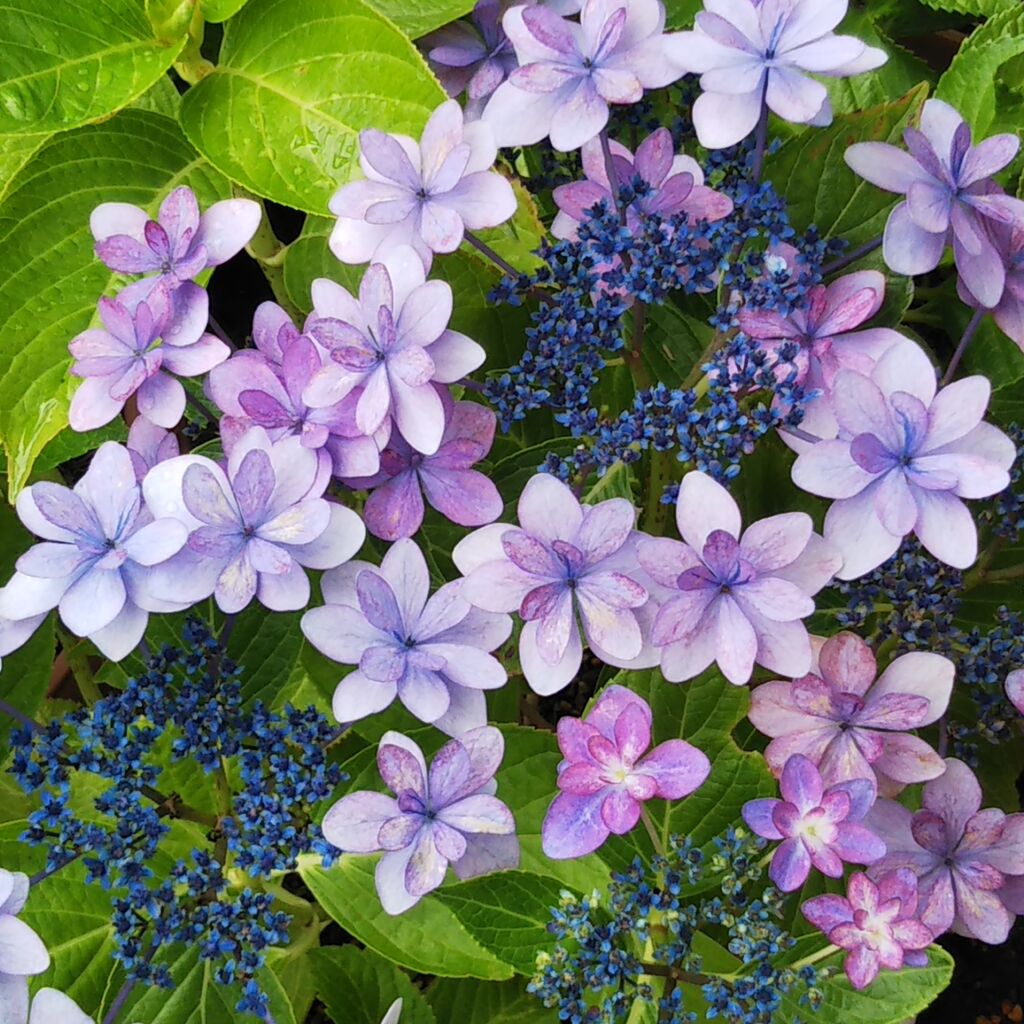 紫陽花の花 開花後半 21年 猫の額ガーデン ひろみの井戸端話