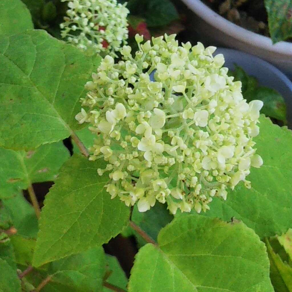 アナベルが咲き始めました ひろみの井戸端話