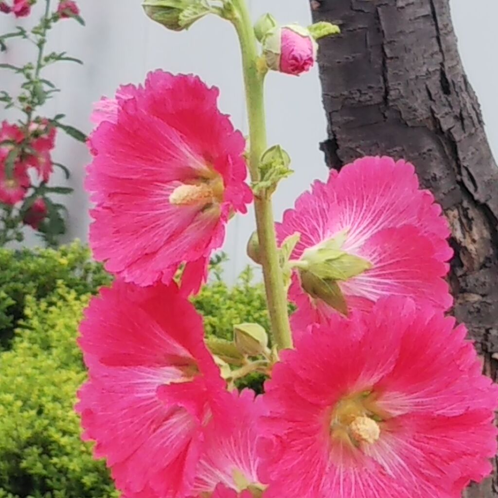 いたち川ウォーキングが面白い 近年見かける花 立葵 ひろみの井戸端話