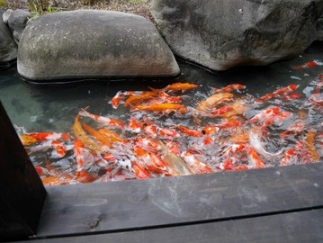 P1100155 (Custom) (Custom)