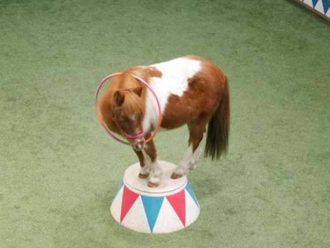 FotoJet - 2024-05-08T045335.723