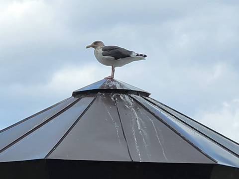 FotoJet - 2024-05-21T132729.860