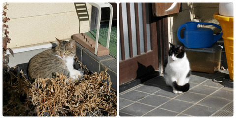 collage_photocat