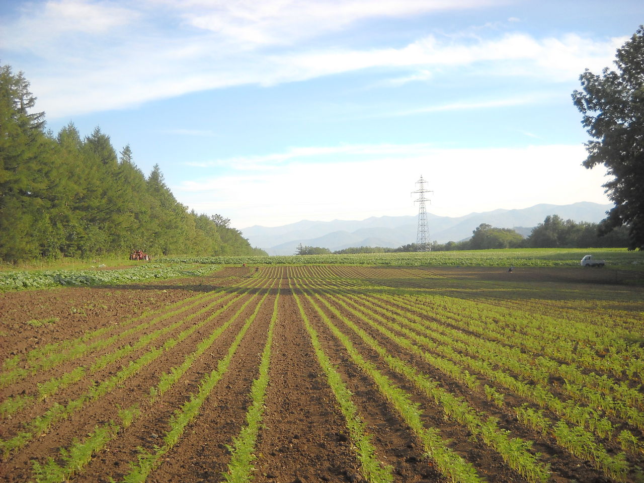 遠近法の風景 農場日誌 遠近法の風景 農場日誌