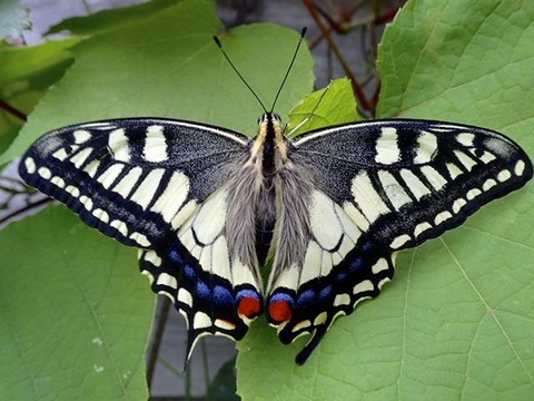 P8050786