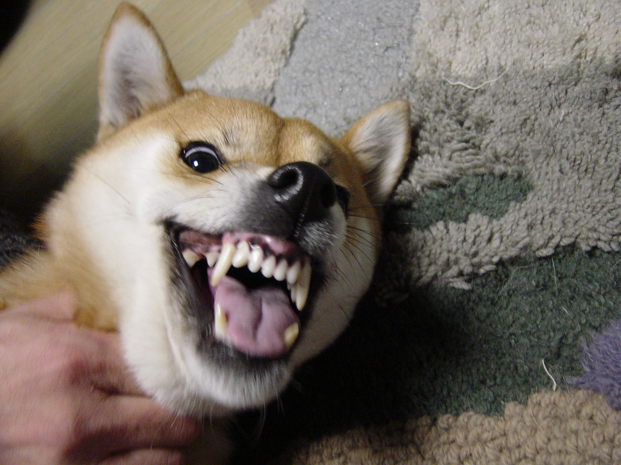 最近のキレる柴犬 柴犬 Shiba Inu