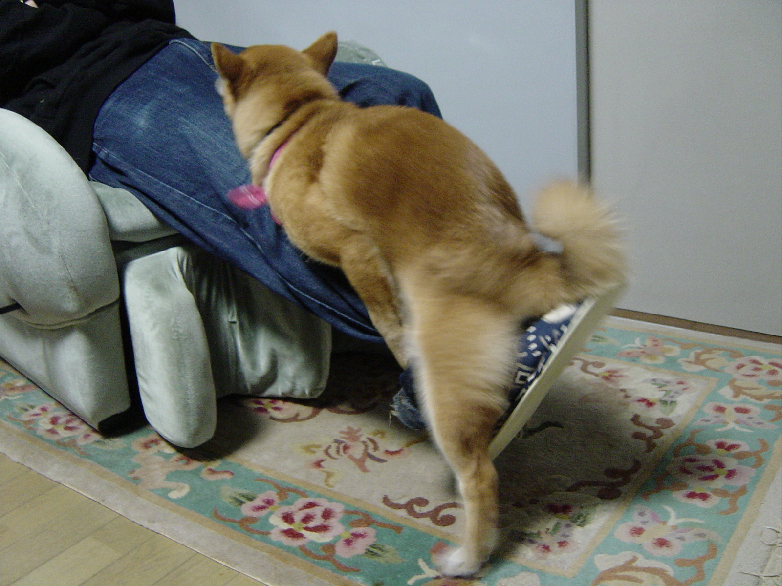 マウンティング 柴犬 Shiba Inu