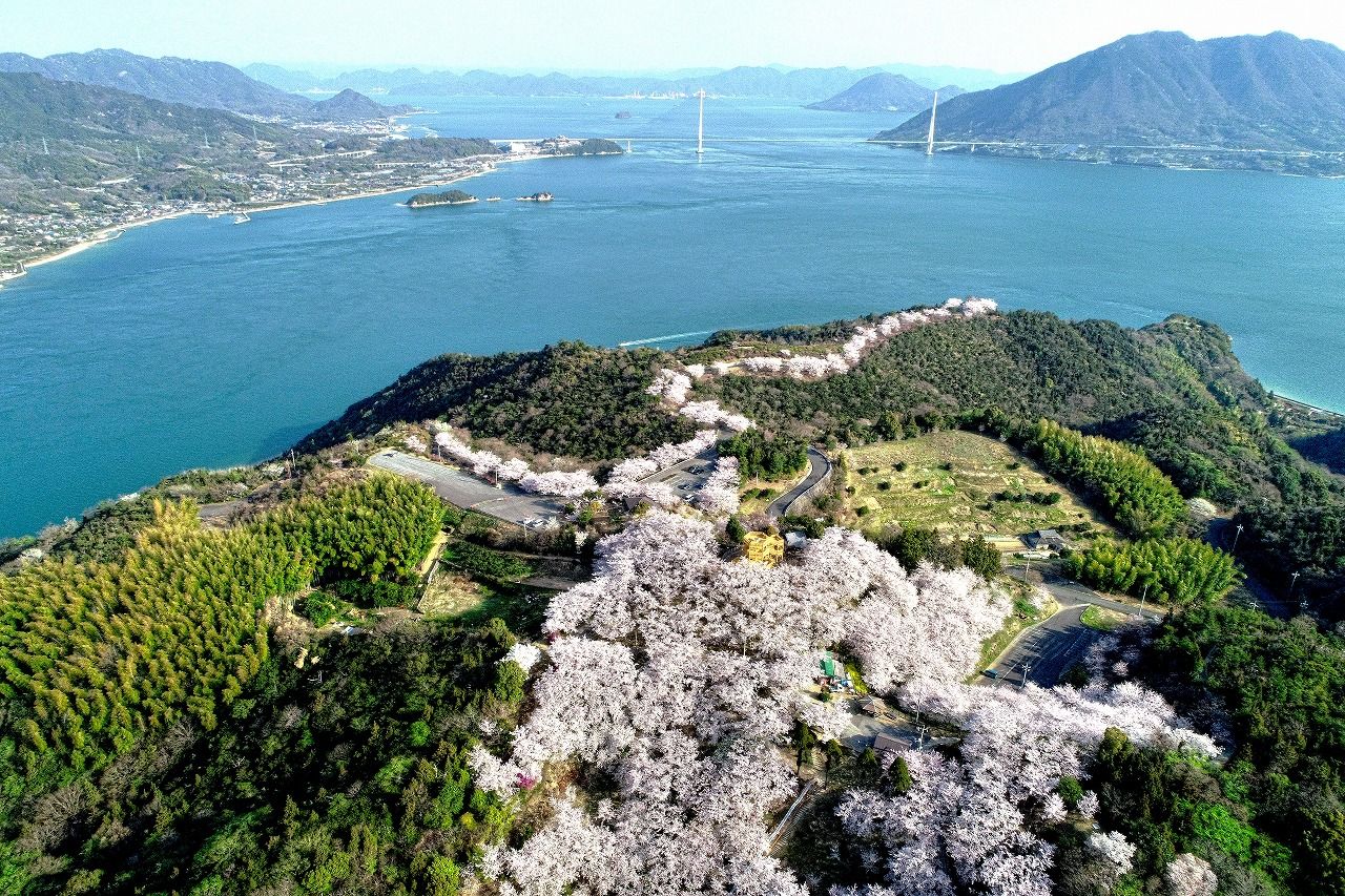 03 30 伯方島 開山公園桜が見頃に セレナと旅写真 03 30 伯方島 開山公園桜が見頃に セレナと旅写真