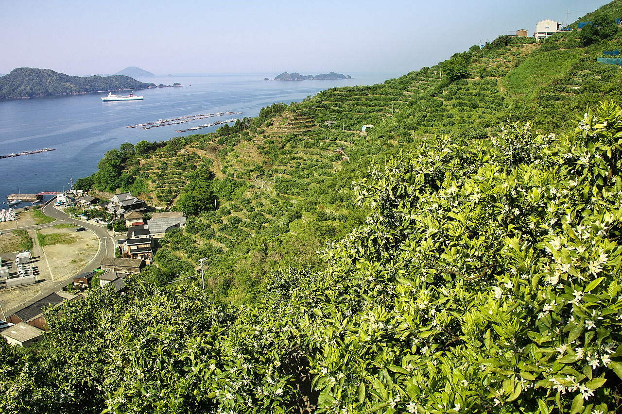5 01 みかんの花咲く丘 セレナと旅写真 5 01 みかんの花咲く丘 セレナと旅写真