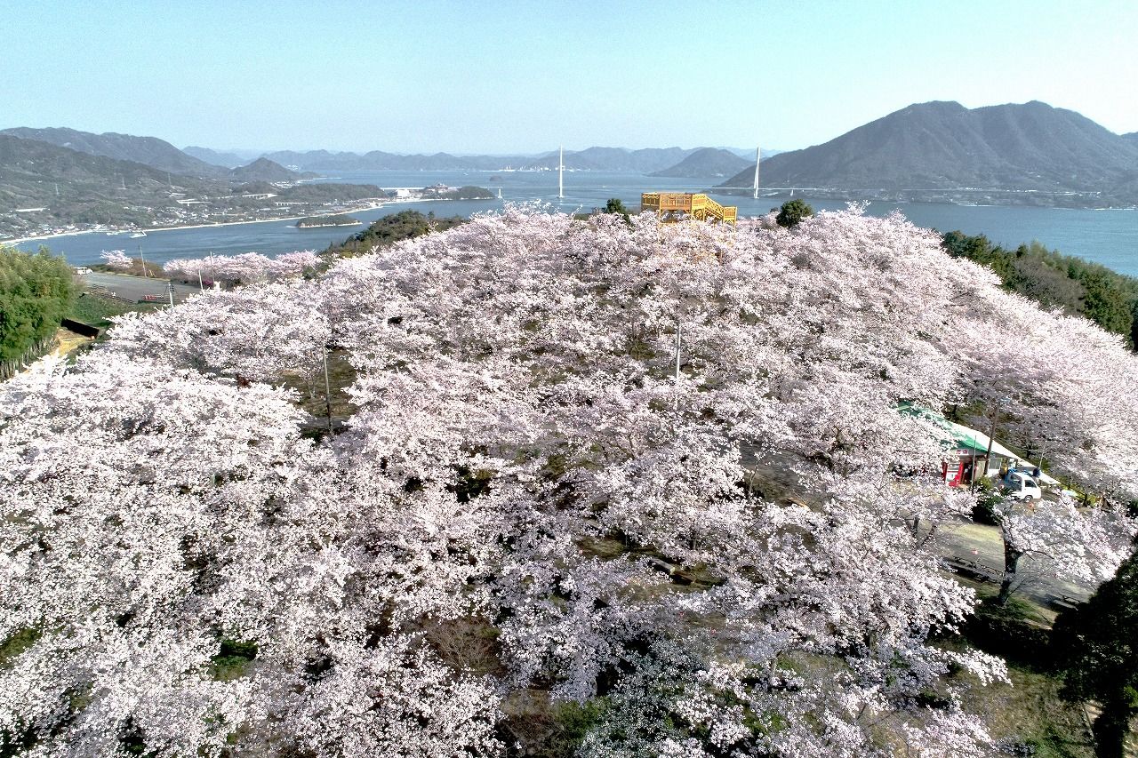 03 30 伯方島 開山公園桜が見頃に セレナと旅写真 03 30 伯方島 開山公園桜が見頃に セレナと旅写真