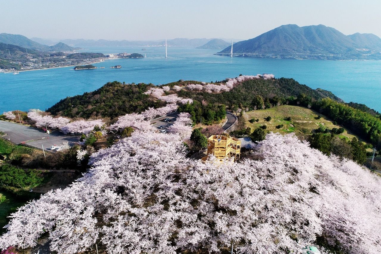 03 30 伯方島 開山公園桜が見頃に セレナと旅写真 03 30 伯方島 開山公園桜が見頃に セレナと旅写真
