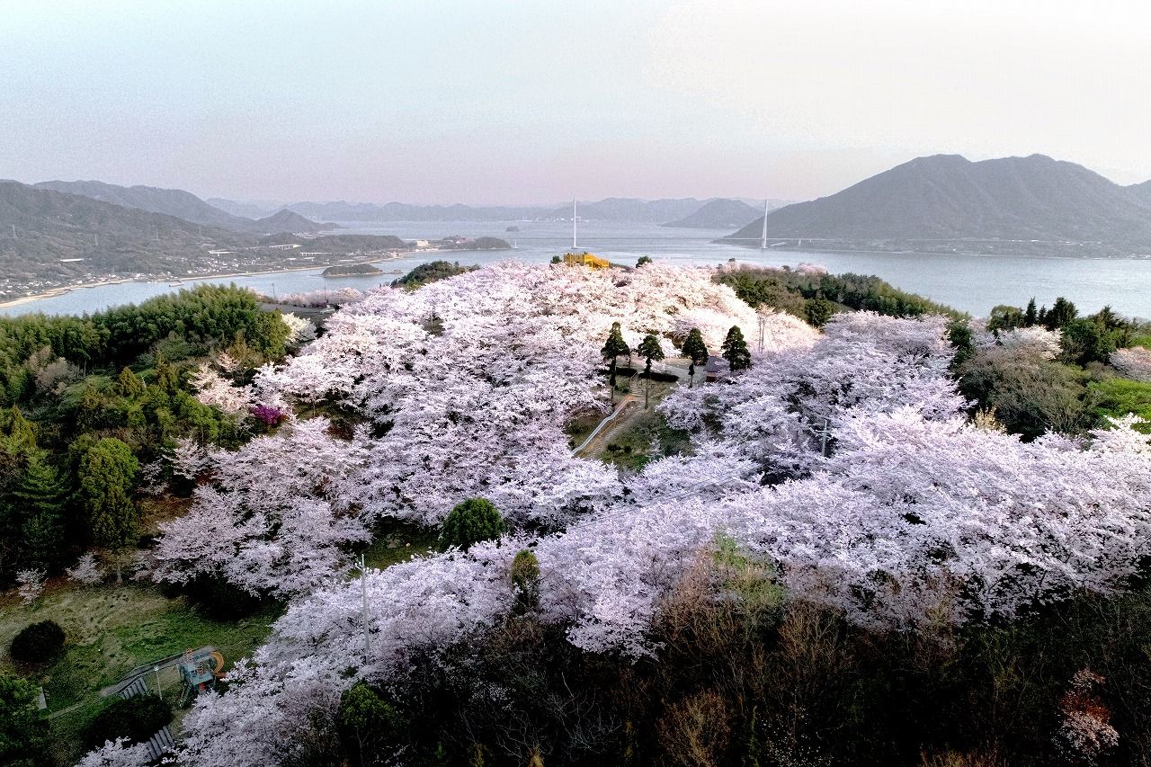 03 30 伯方島 開山公園桜が見頃に セレナと旅写真 03 30 伯方島 開山公園桜が見頃に セレナと旅写真