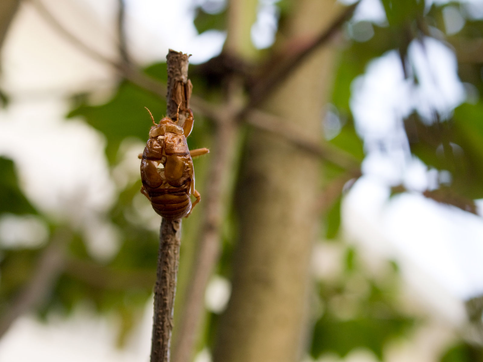 キマママイン 現状の遊戯王から見る クソ環境 の乗り切り方 現役tcgプレイヤー全般向け