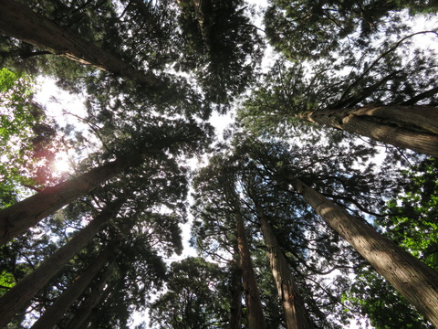 奥社　下からの杉