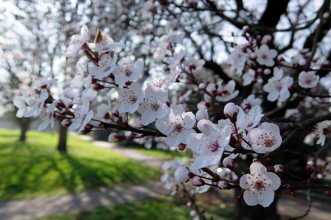 ケンブリッジの梅 桃 桜 ドメ子のイギリス生活 のち ドイツ生活