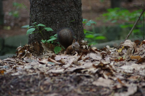 IMGP0543