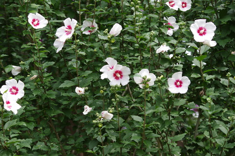 IMGP0570