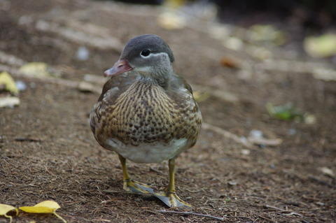 IMGP0488