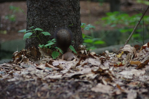 IMGP0542