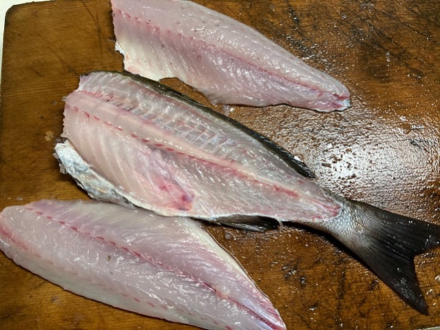 イサキのなめろう ウキフカセ100