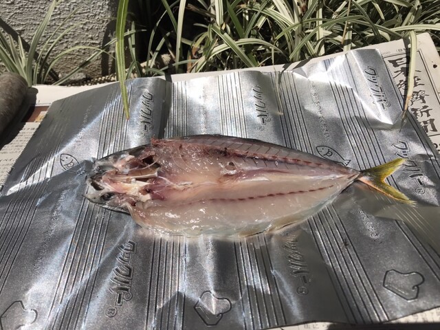 難敵 ムロアジの料理ランキング ウキフカセ100