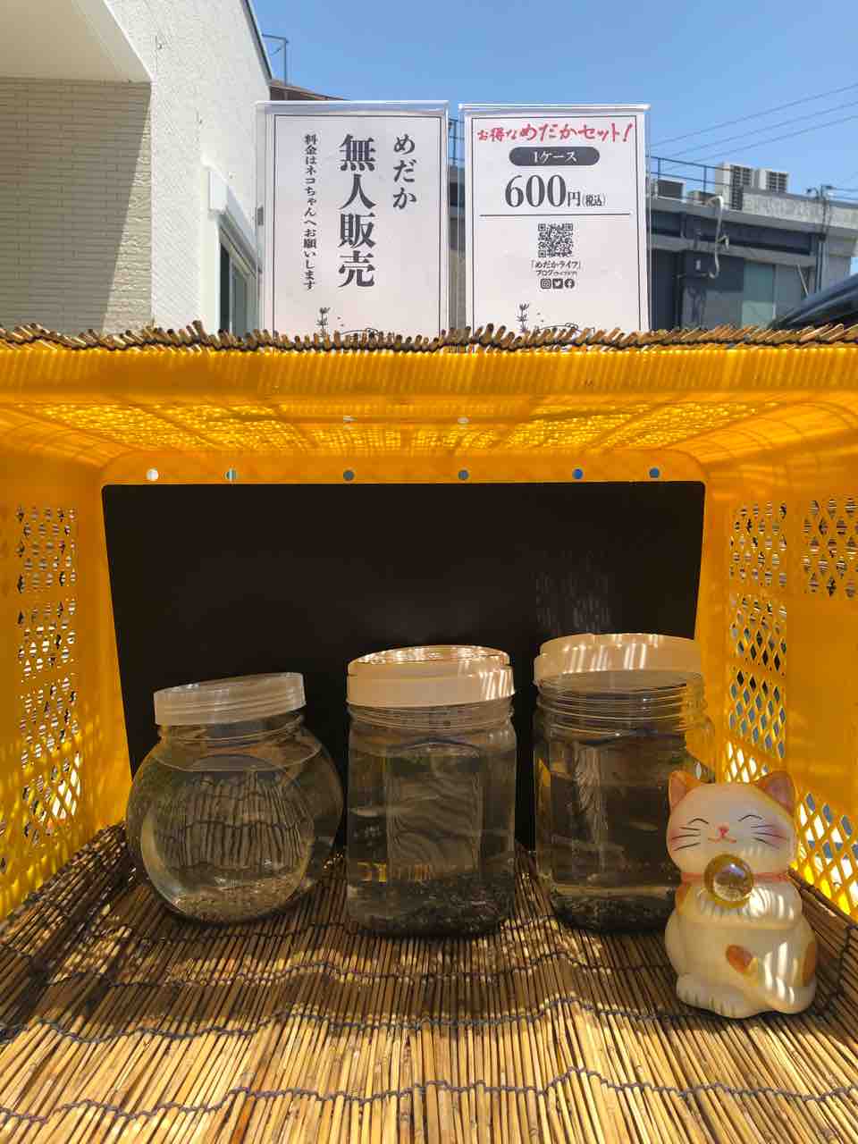 めだかライフ No 5 紅花魁 めだかライフ