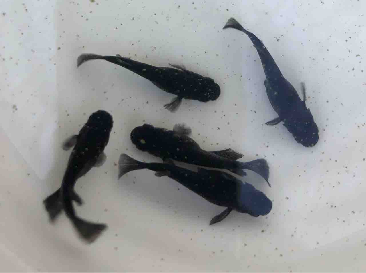 めだかライフ 飛鳥系オロチ♫ : めだかライフ