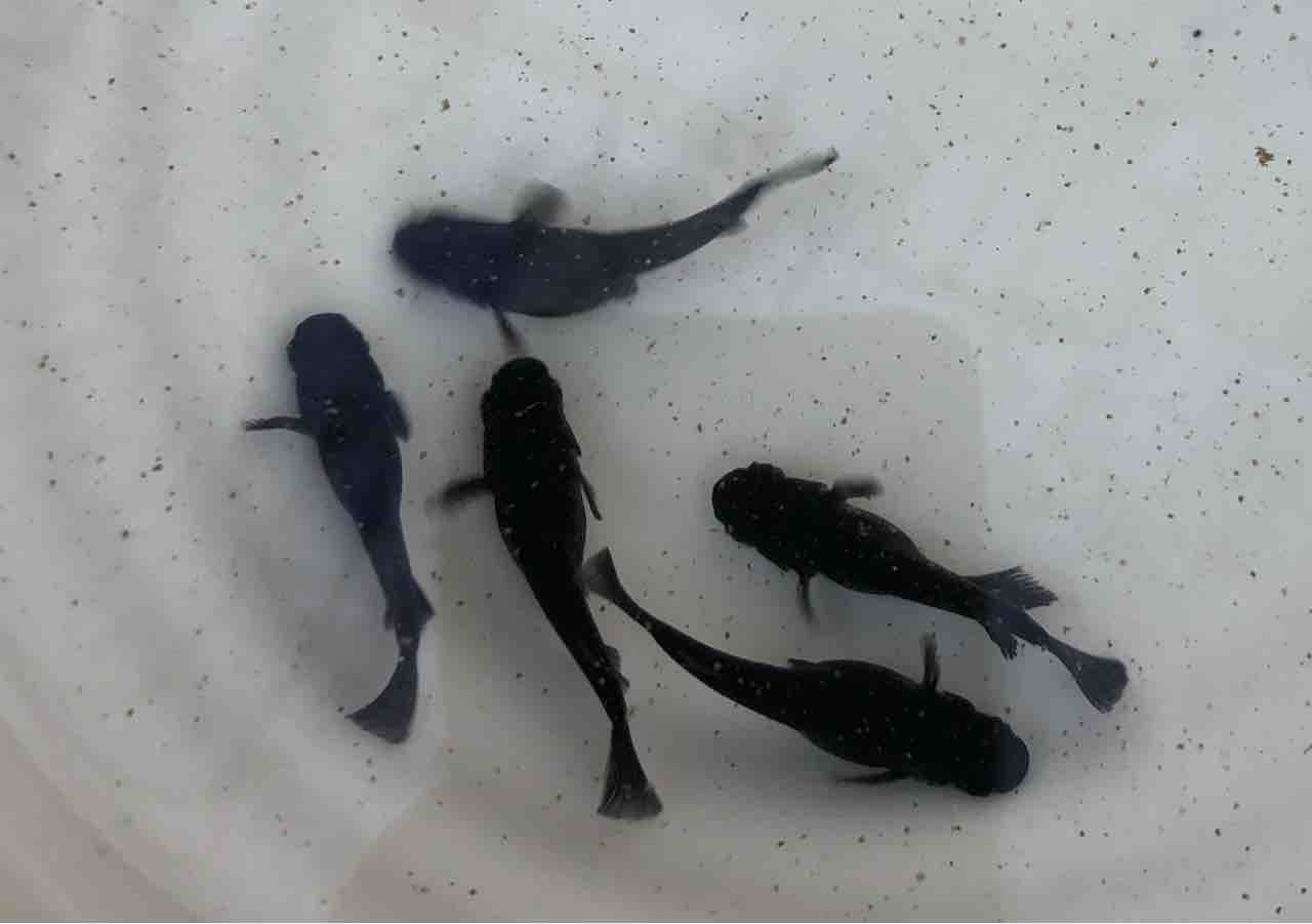 めだかライフ 飛鳥系オロチ♫ : めだかライフ