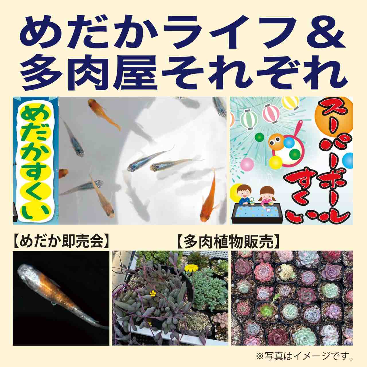 めだかライフ 2025年5月10日(土)、11日(日)マルヨシセンター新居浜東店