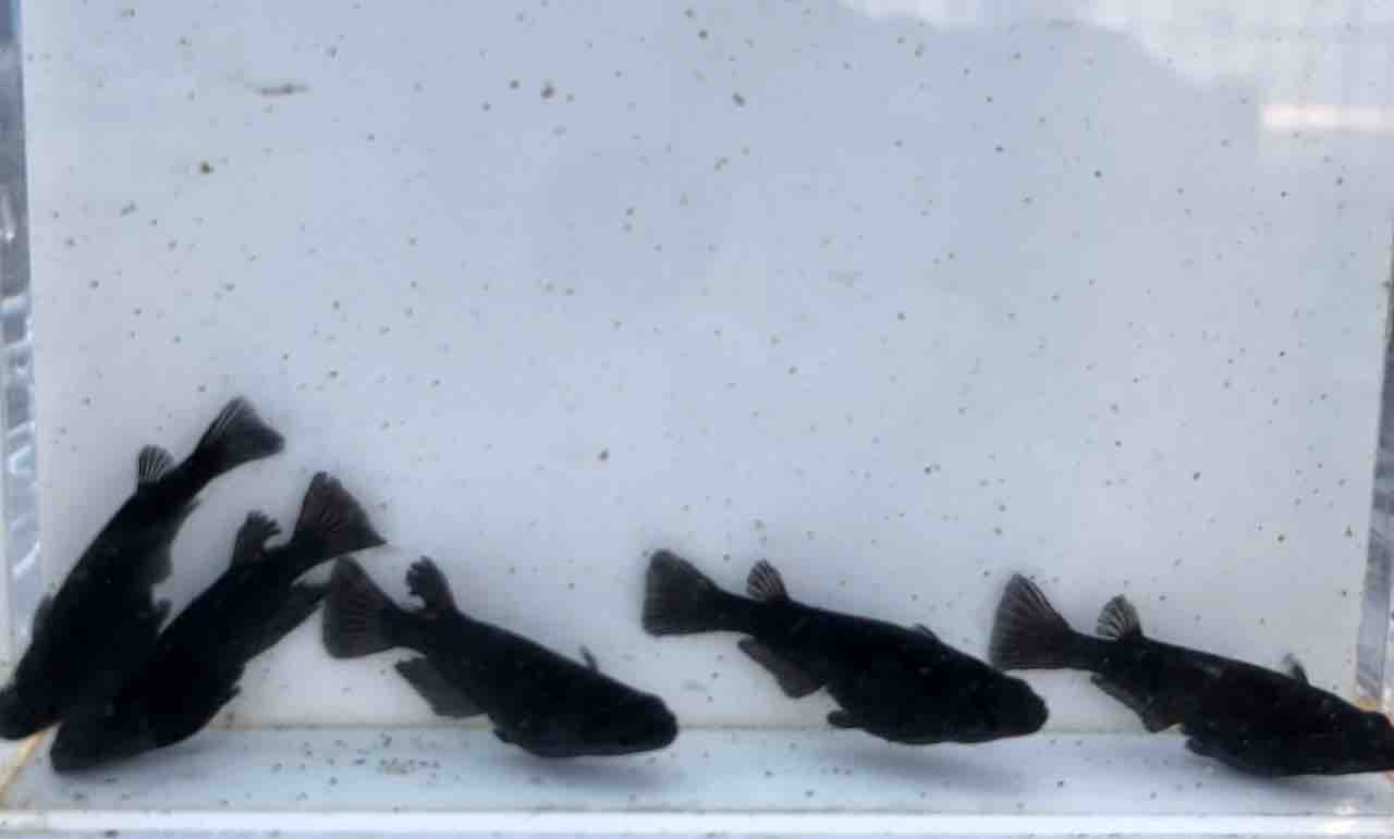 めだかライフ 飛鳥系オロチ♫ : めだかライフ