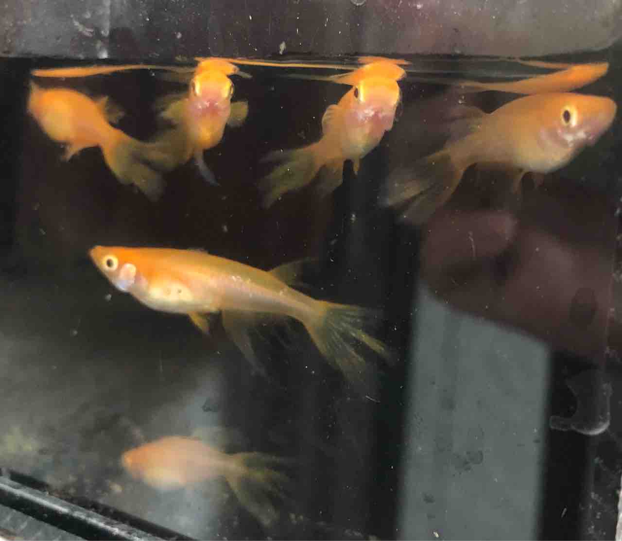 メダカ 卑弥呼