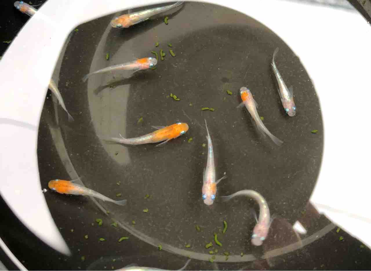 めだかライフ No 5 紅花魁 めだかライフ