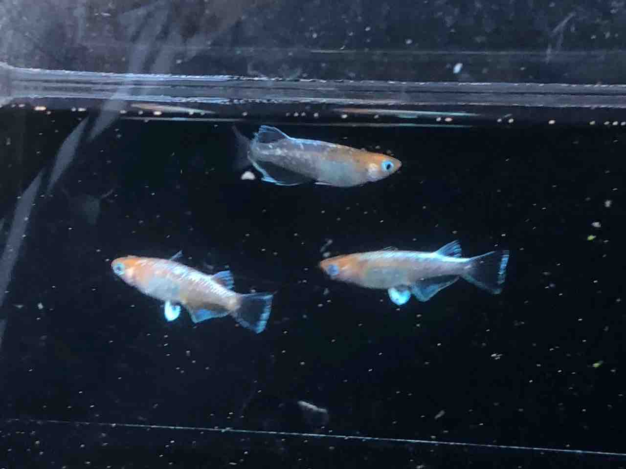 朱光菊メダカ 菊間様直系個体 10月産まれ 現物出品です。｜川魚