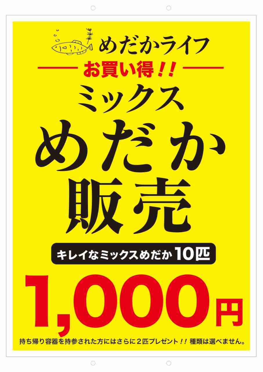 4/29.30　めだか販売　プレゼント企画発動 めだかライフ 2026年5月3、4日四国メダカ愛好会主催めだかイベント出店